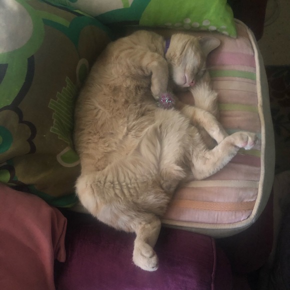 HOST PICK!🙀🤩😍3/30 Taut Black Genuine Leather Embroidered Fur Jacket - Picture 12 of 16